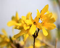symbol_flower.png